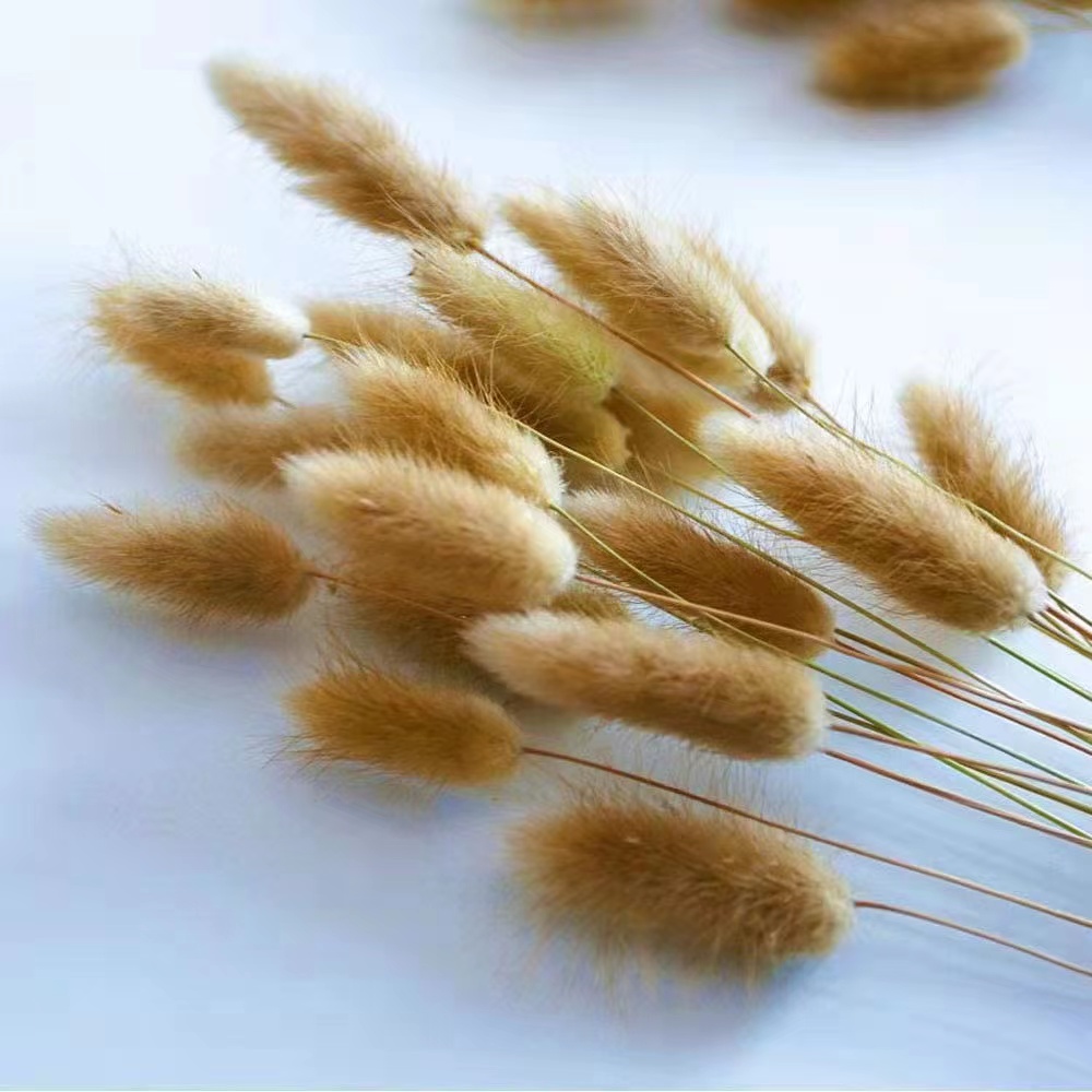 bunny tails natural
