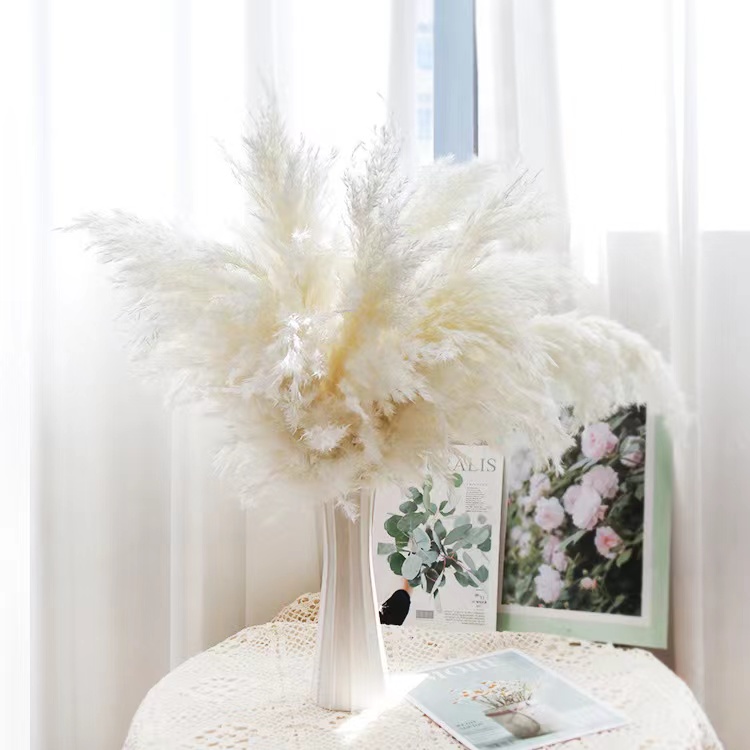 pampas fluffy