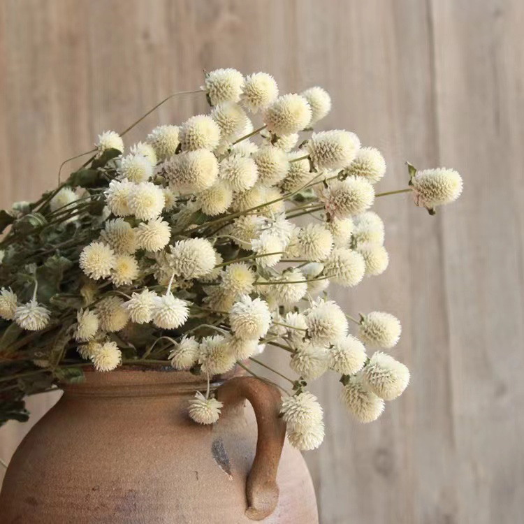 Gomphrena globosa