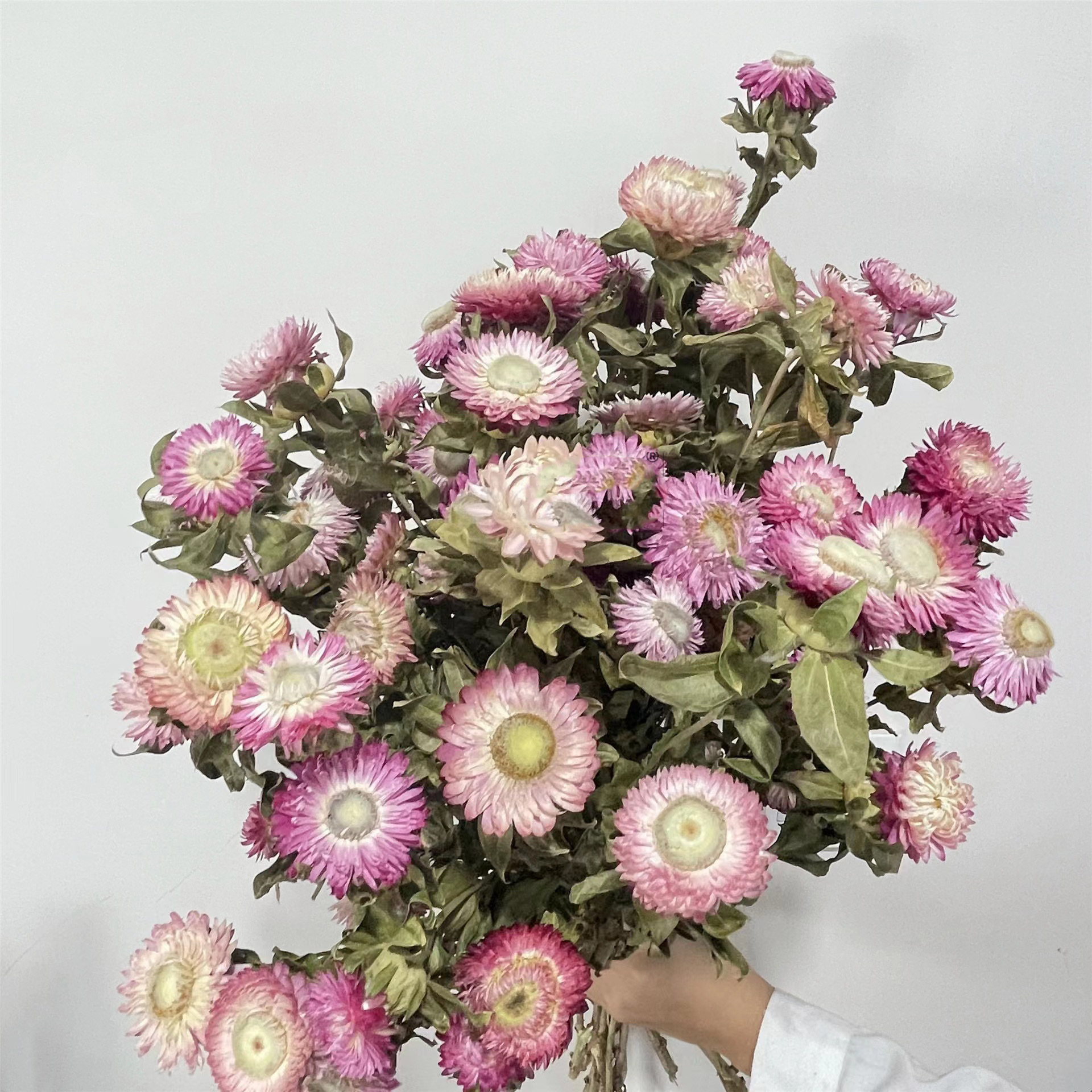 strawflower